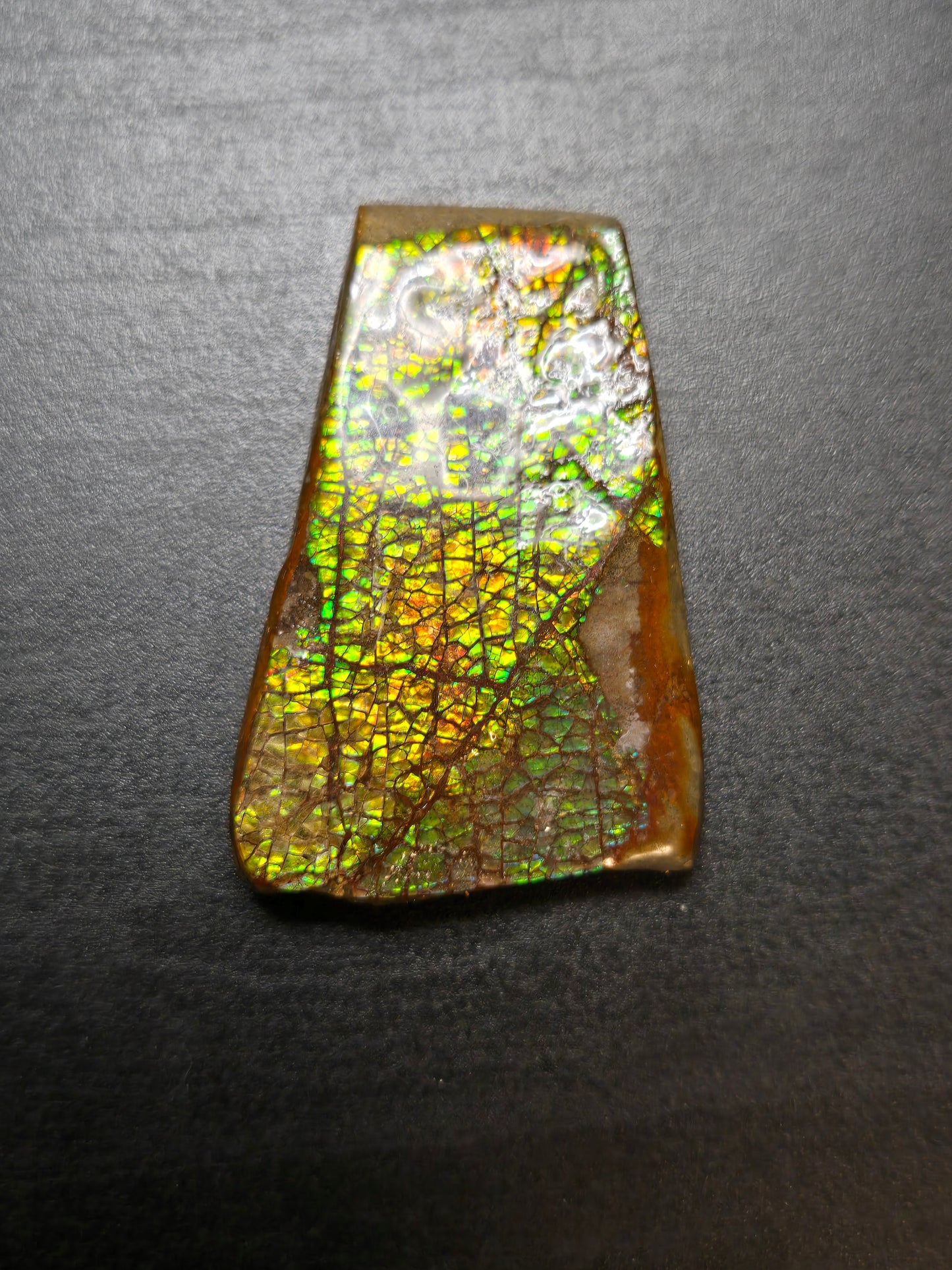 Ammolite